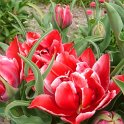 Tulipa double hative 'Willemswood'